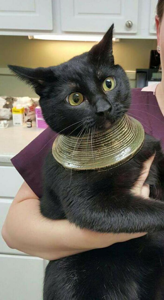 Cat’s Vase Disaster: Head Stuck, Vase Broken