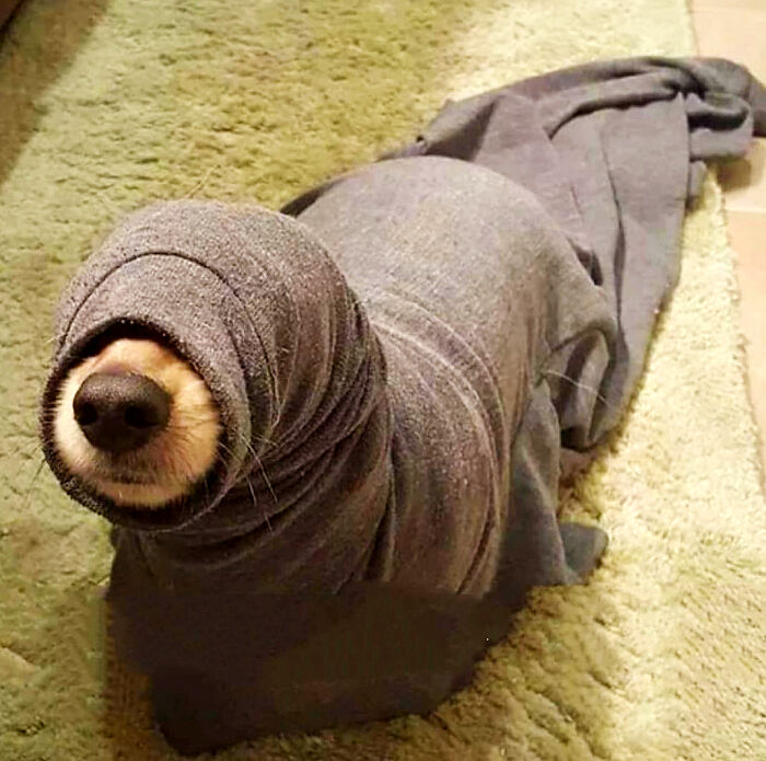 Big Hungry Worm Mystery