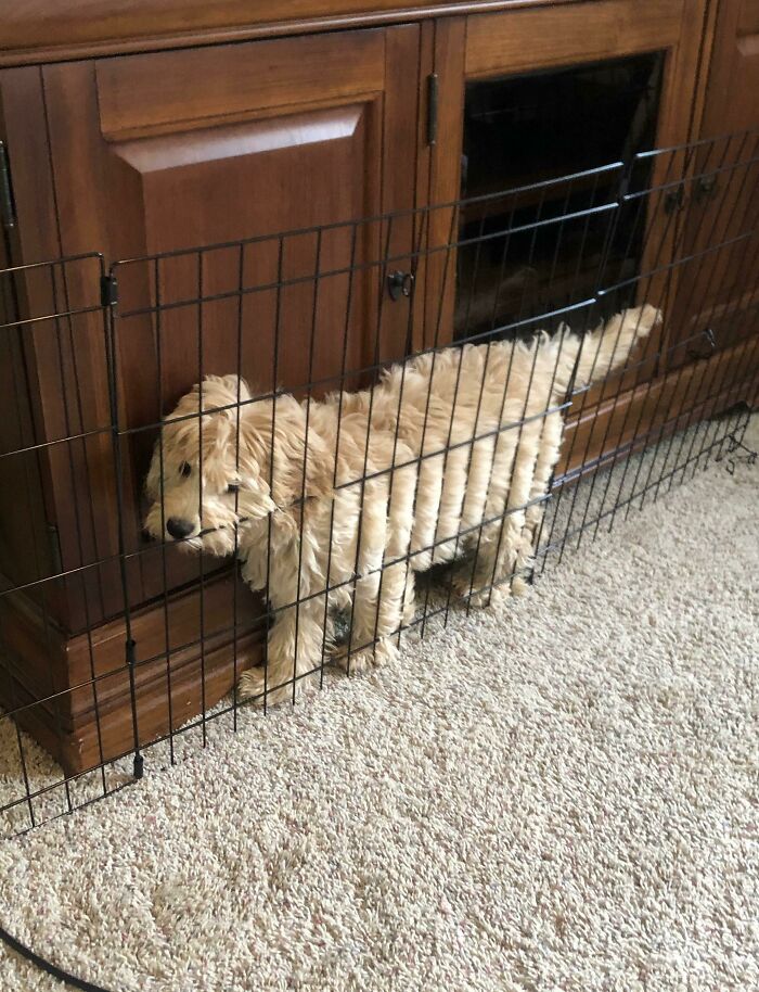 Escape Artist Puppy Gets Caught In The Act