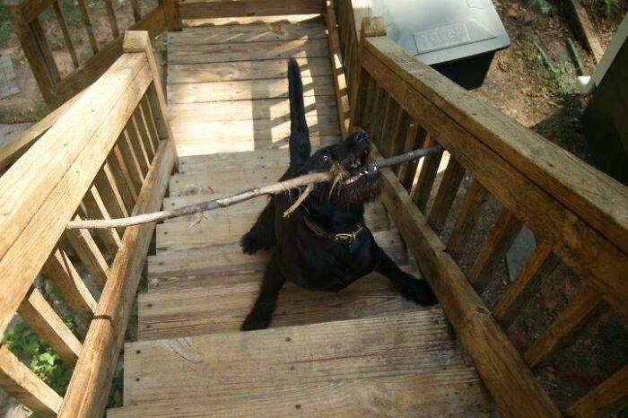 Distressed Doggo Needs Some Help