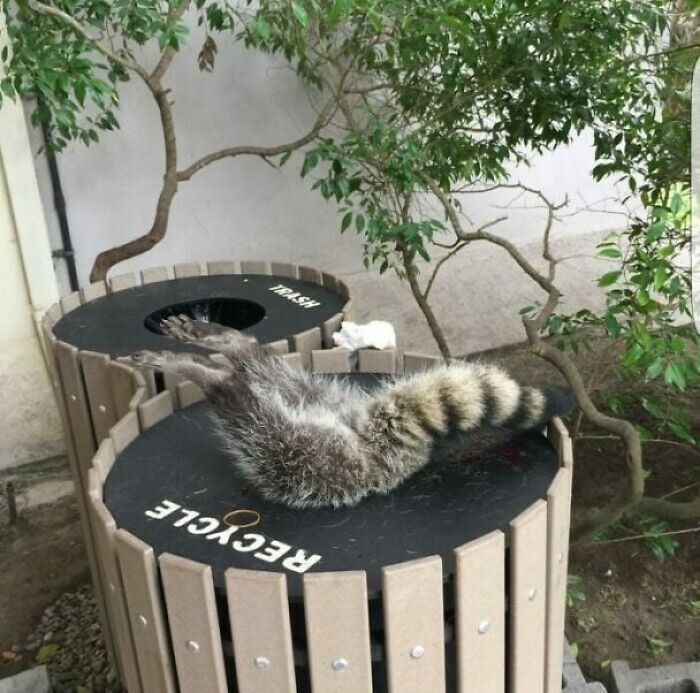 Fatty Got Himself Into Trouble