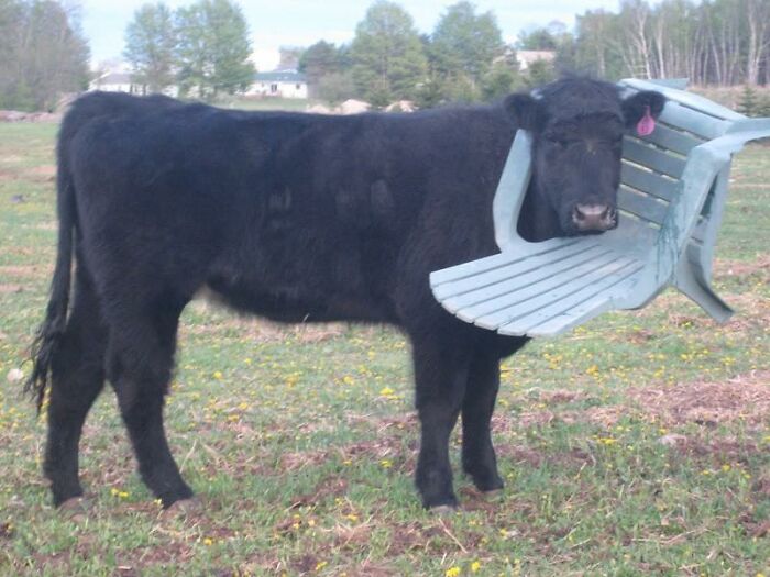 Moo! What’s The Plan Now?