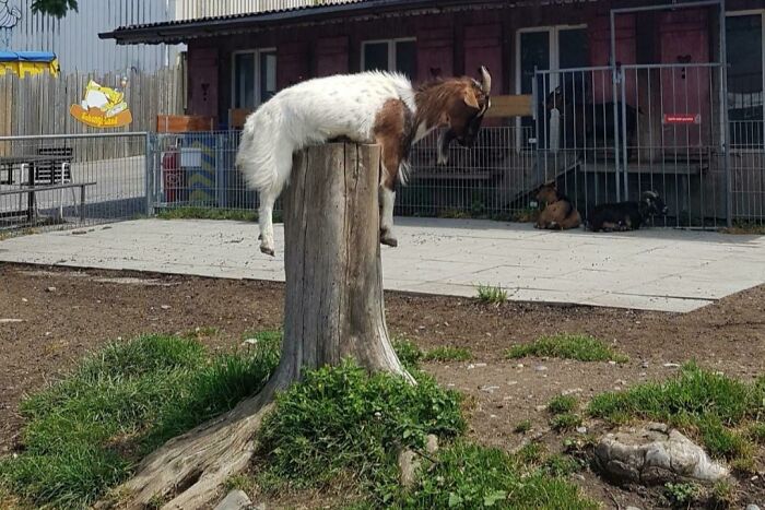 Goat’s Tree Trunk Dilemma