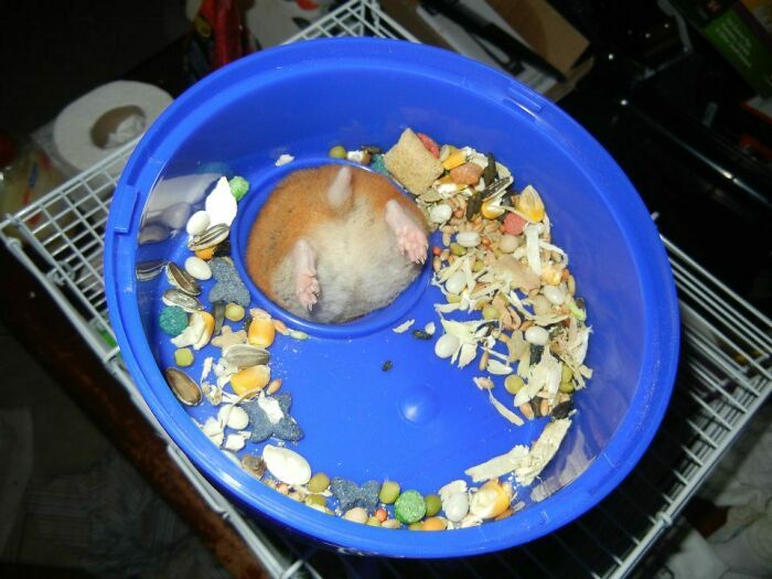 Hamster’s Stuck Again (Classic)