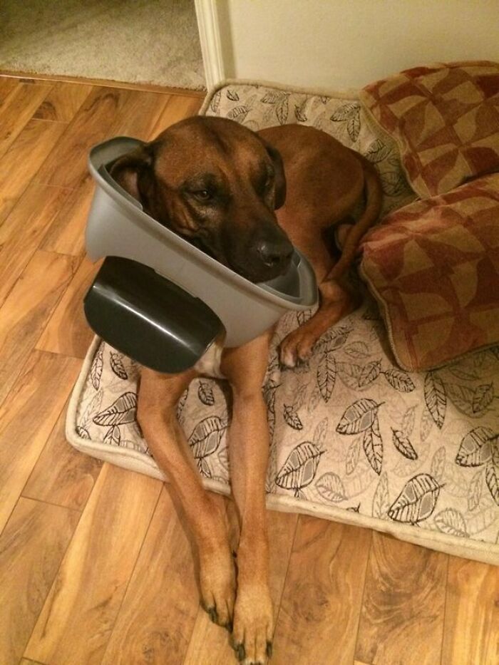 Dog Innocently Pretends He Doesn’t Know Who Tore Up The Trash