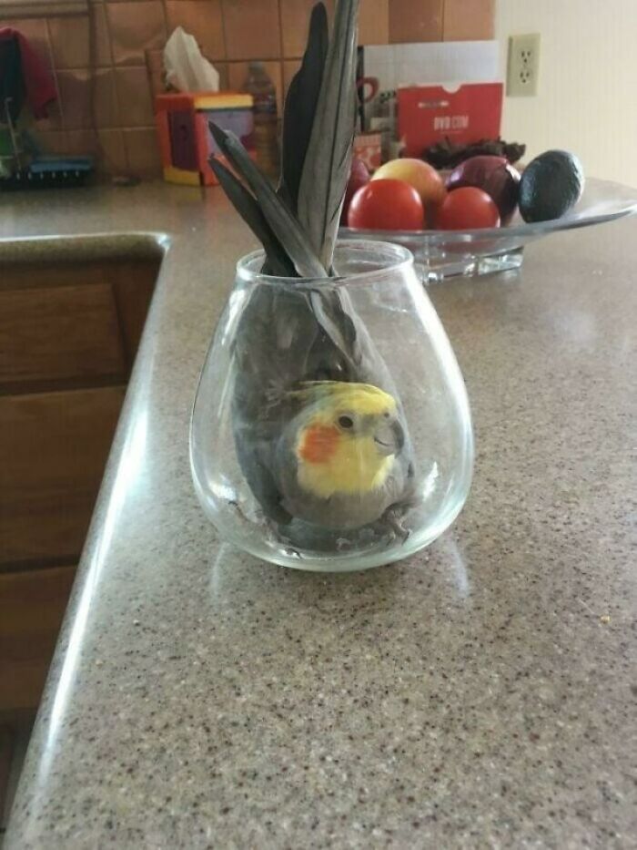 Please Help Human, Seriously