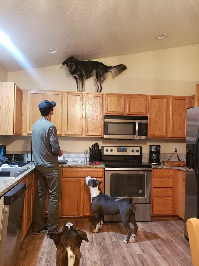 Is My Dog Broken Or Just Stuck? Asking For A Friend