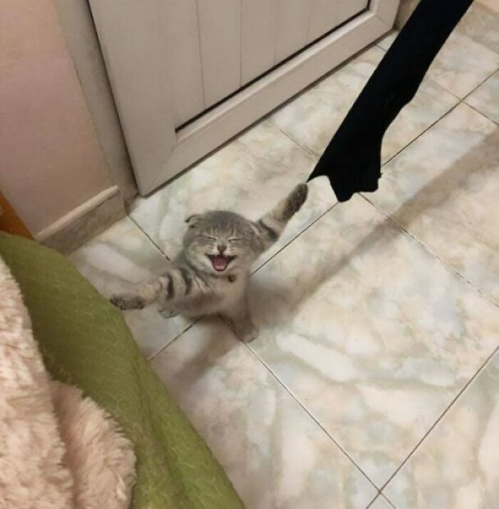 Curtain Claw Cat Caught Climbing