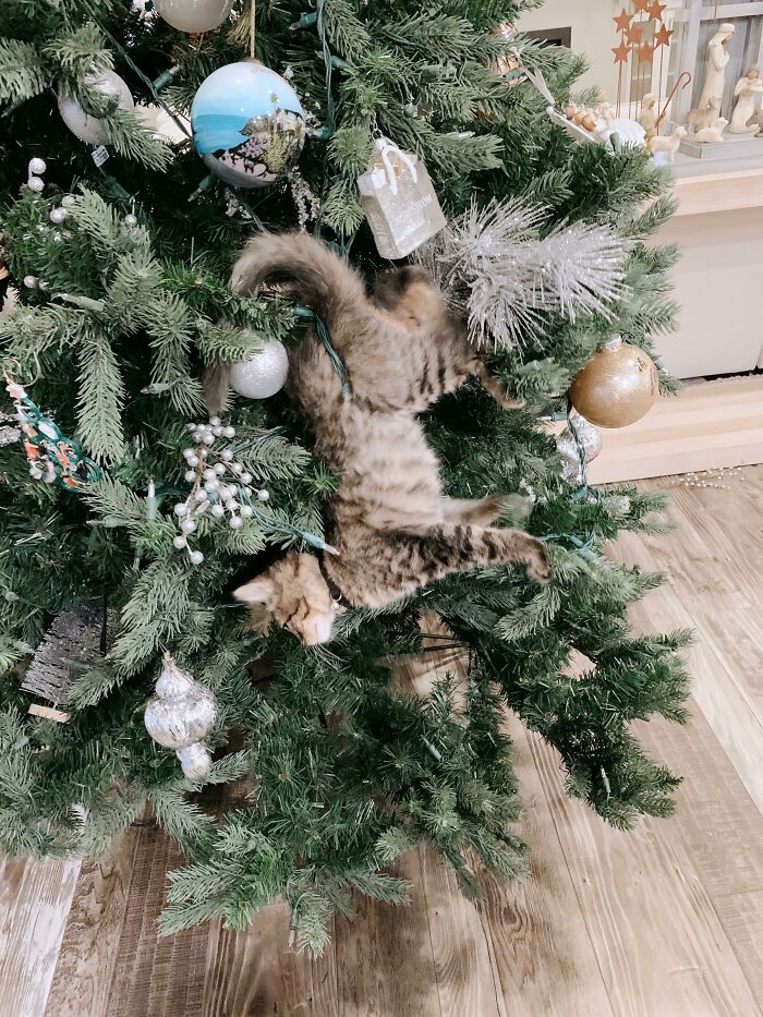 Cat’s Secret Plan: Become Christmas Ornament