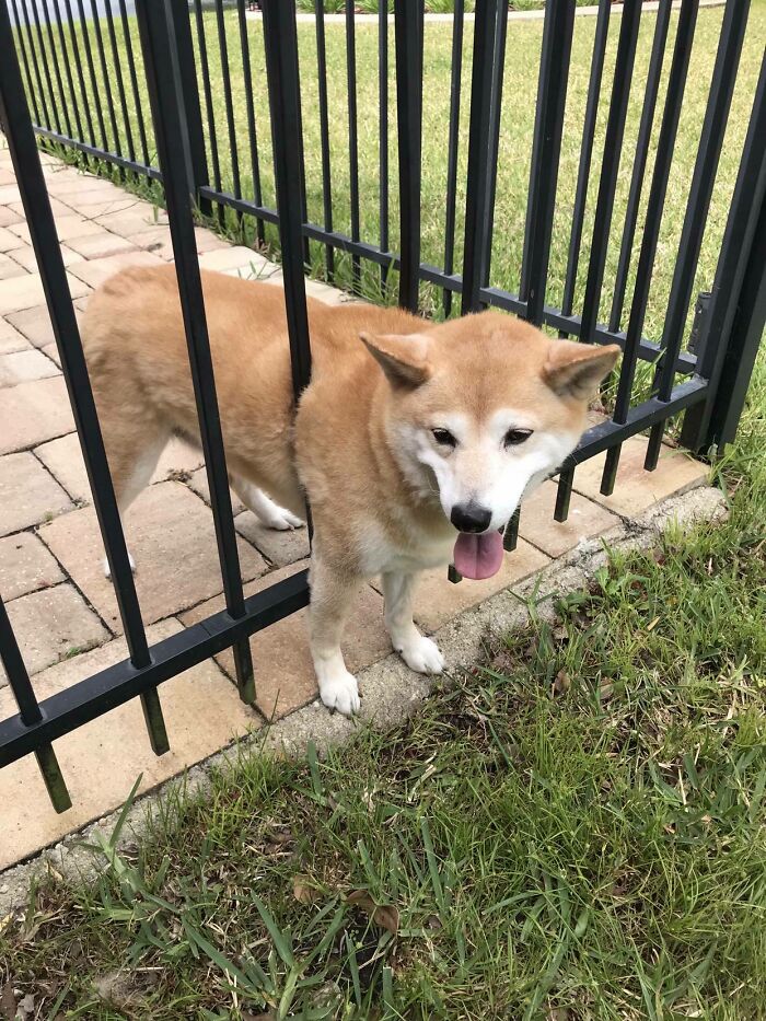 Dog Stuck in Fence Panic Mode