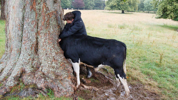 Cow Climbs Tree, Regrets It