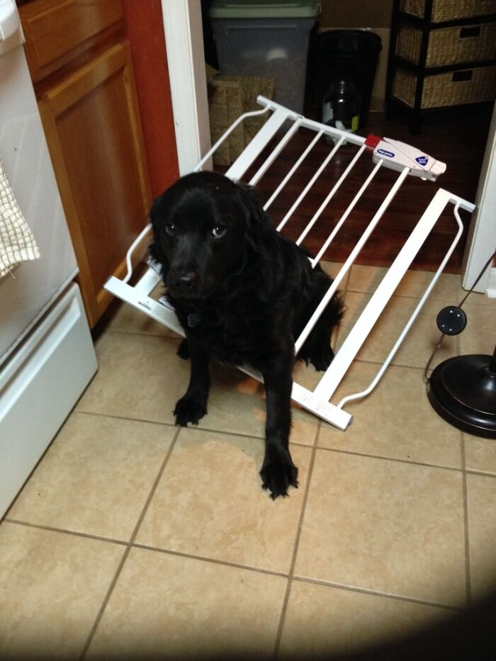 Thought I Could Fit Through The Cat Door... Nope