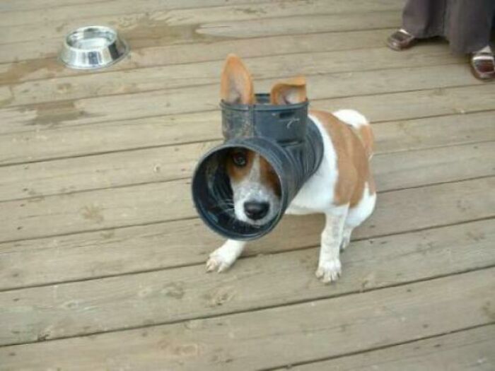 Amateur Plumber Paw-ed His Way In
