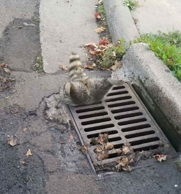 Raccoon Butt In Action
