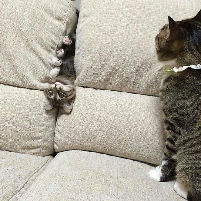 Kitten Just Stuck, No Biggie