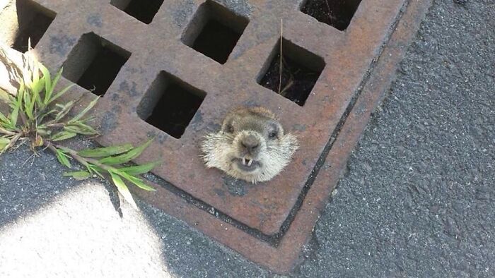Woodchuck Wants To Chuck But Is Stuck