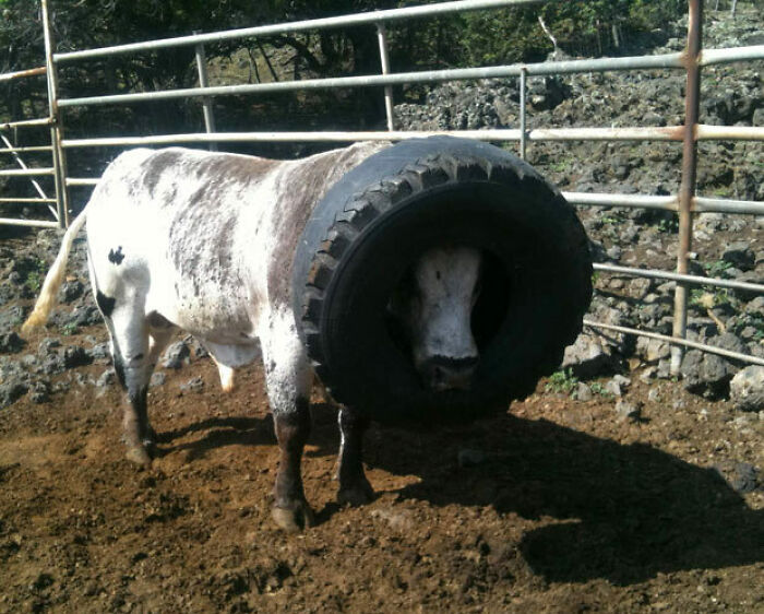Come On, Cow! Really?