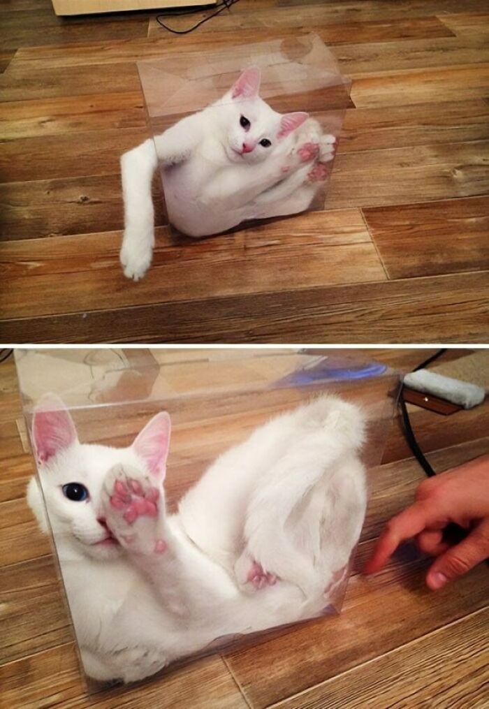Clearly Alive And Confused Cat In Box