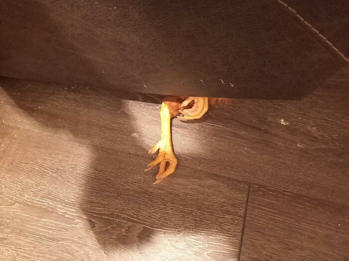Chicken’s Great Escape... Kind Of
