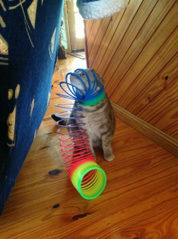 Slinky Doggo Edition