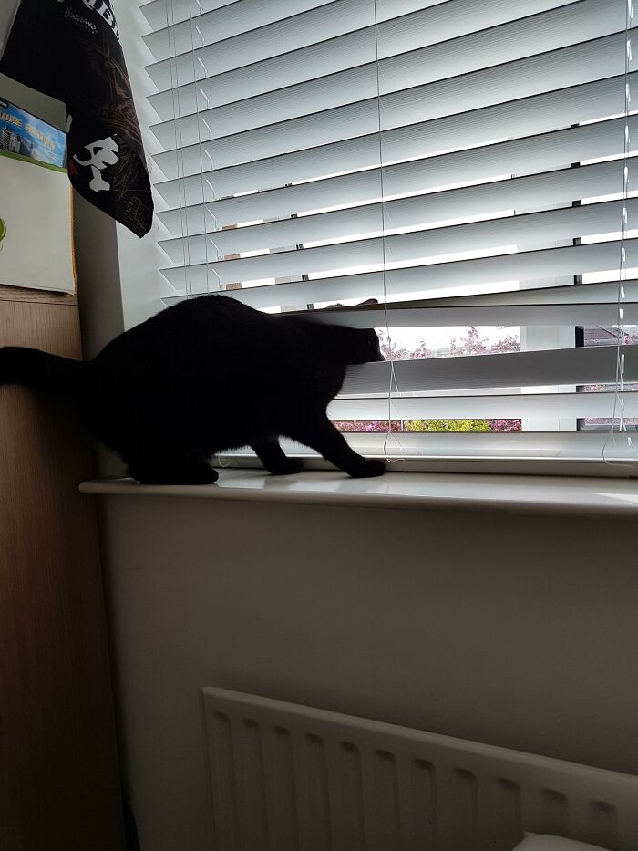 Don’t Worry, I Got Him Out