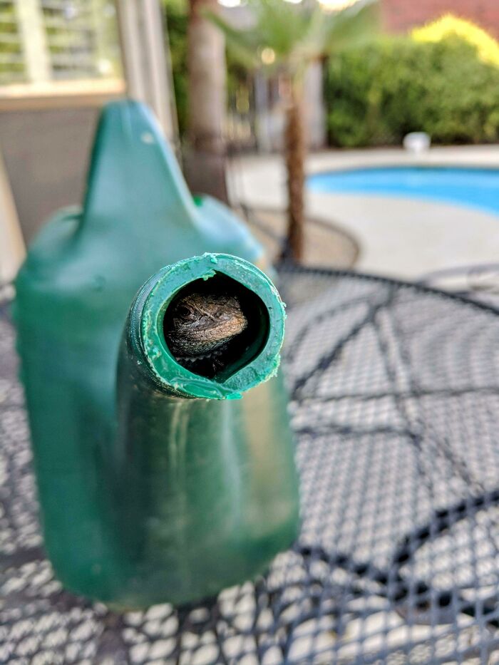 My Watering Can Lied To Me