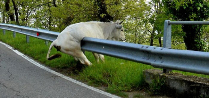 High Jump Fail (But Stylish)