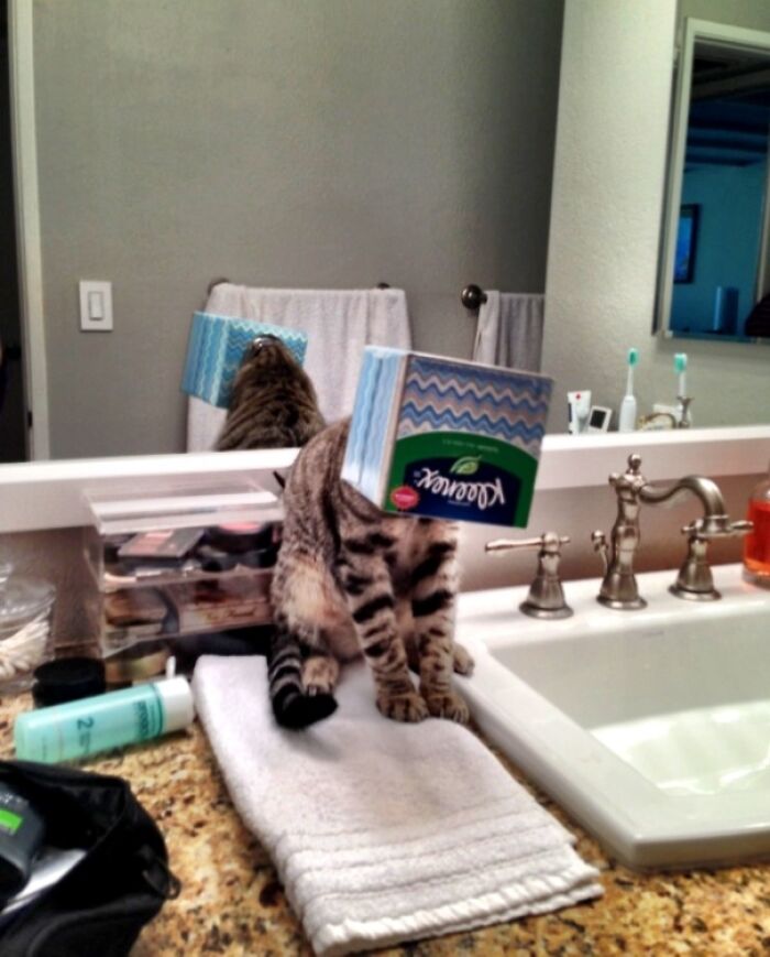 Cat’s Got A Cold and A Stuck Spot