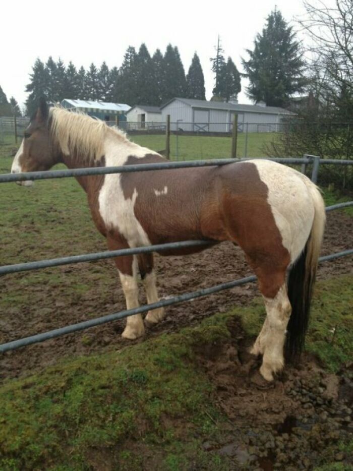Horse’s ‘Wait, What?’ Moment