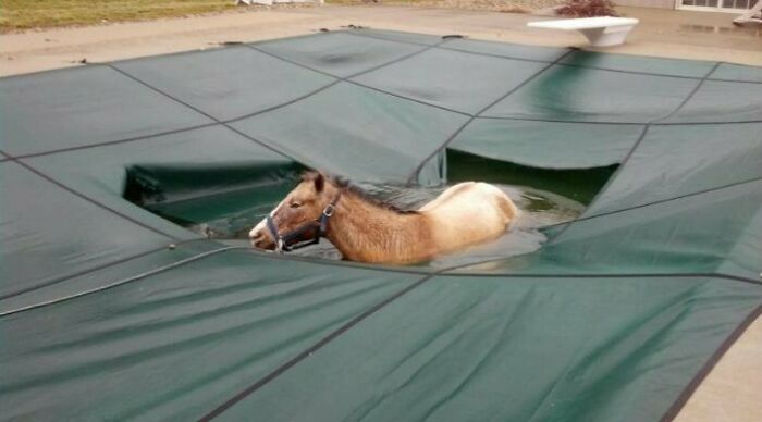 Pool Party? Horse Stuck Not Celebrating