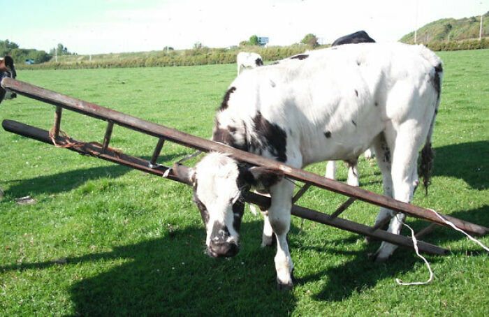 Cow’s Unexpected Adventure