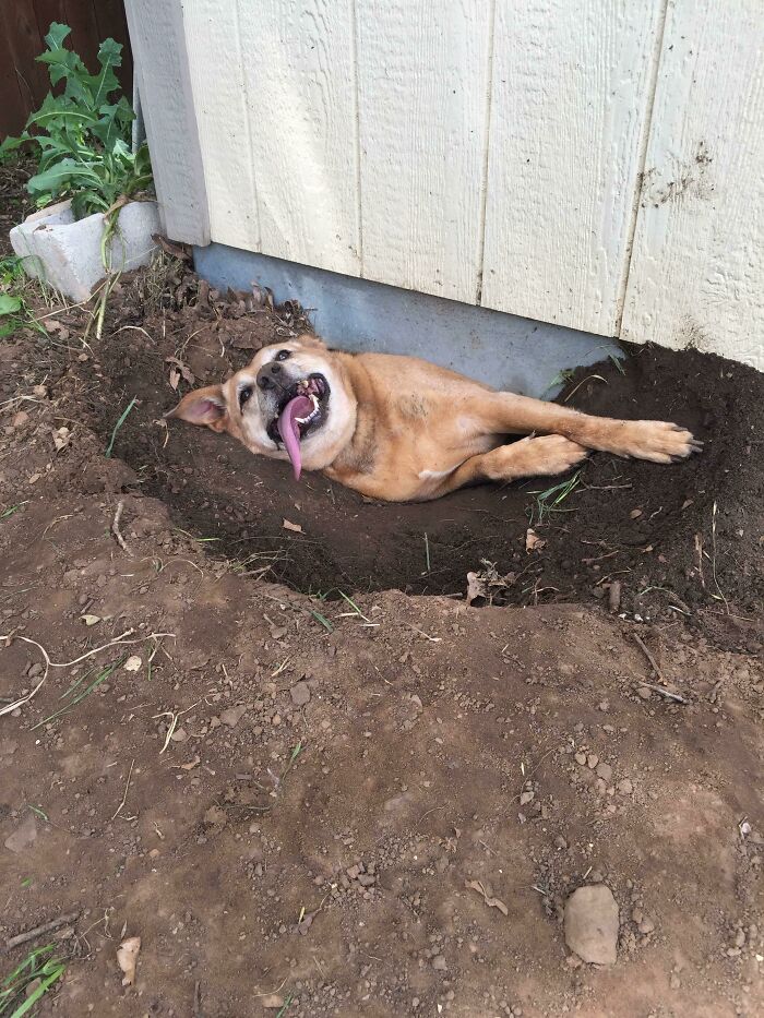 Dog Hides Under Shed & Gets Trapped