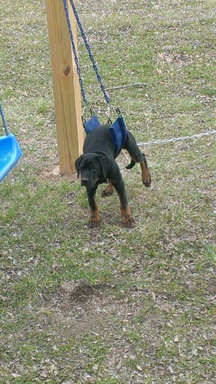 Swing Set Trap: Dog Edition