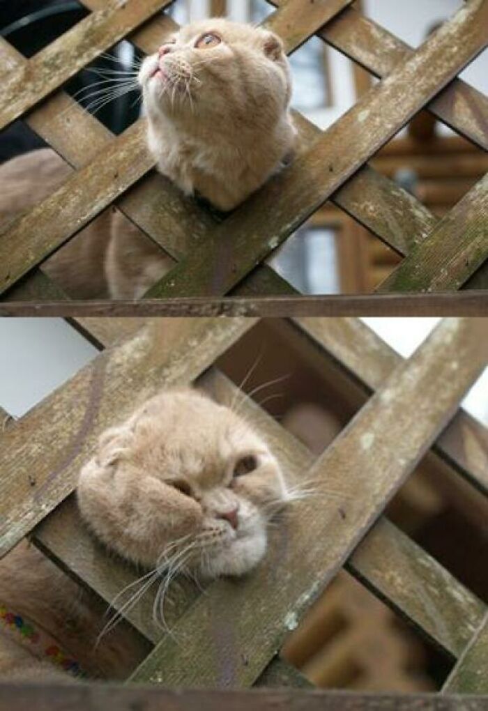 Cats: Masters of Squeezing Into Trouble