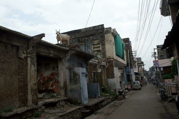 Roof Cow: Because Why Not