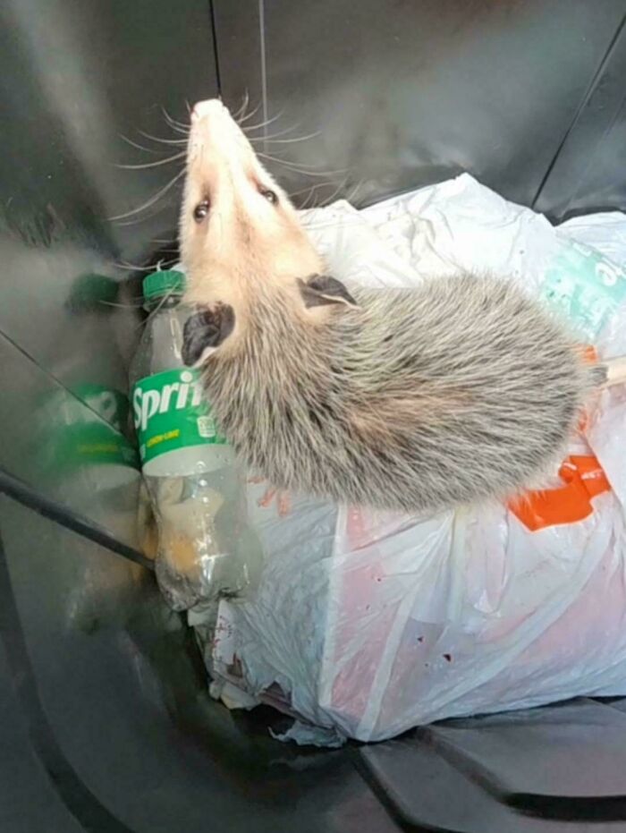 What’s Making Noise In The Trash Can? Surprise!
