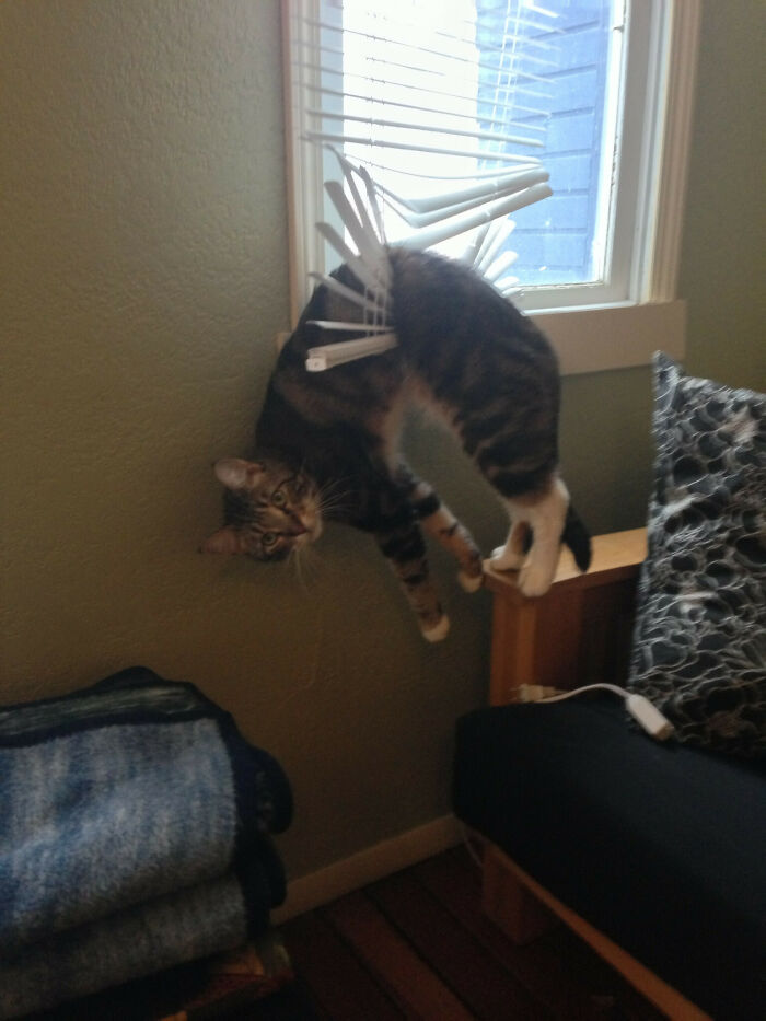 Cat’s Blind Adventure Gone Wrong