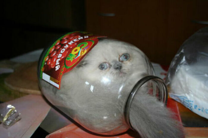 Cat In A Jar, Because Why Not?