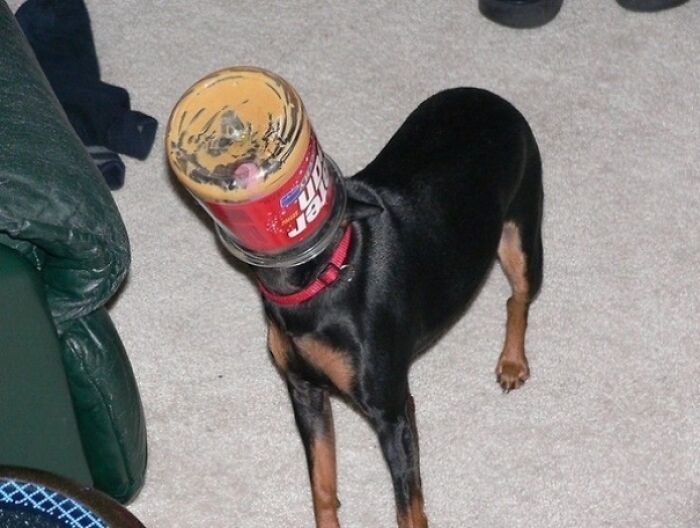 Peanut Butter + Curiosity = Stuck