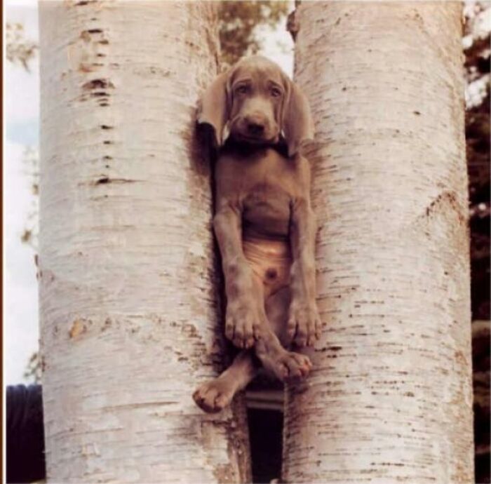 Dog Trapped (Sort Of) Between Two Trees