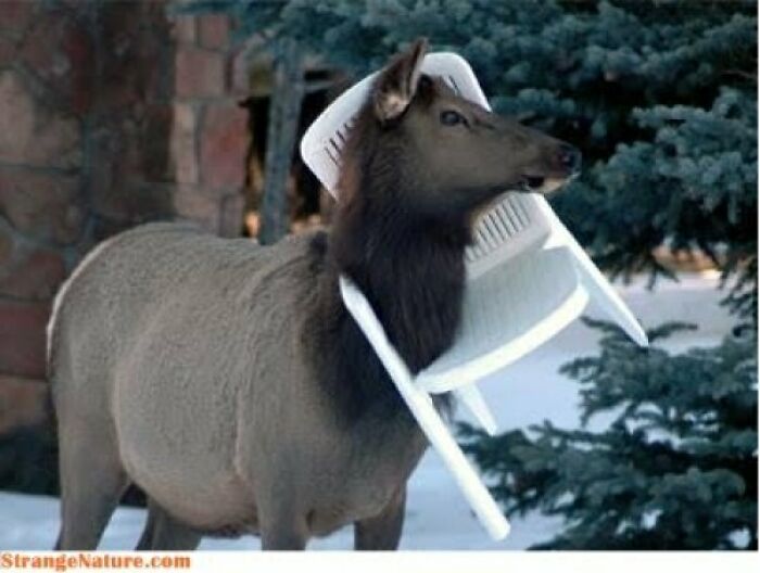 Reindeer Games Got Real