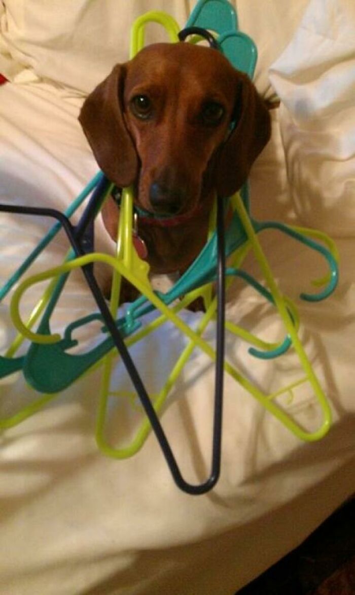Dachshund's Big Squeeze