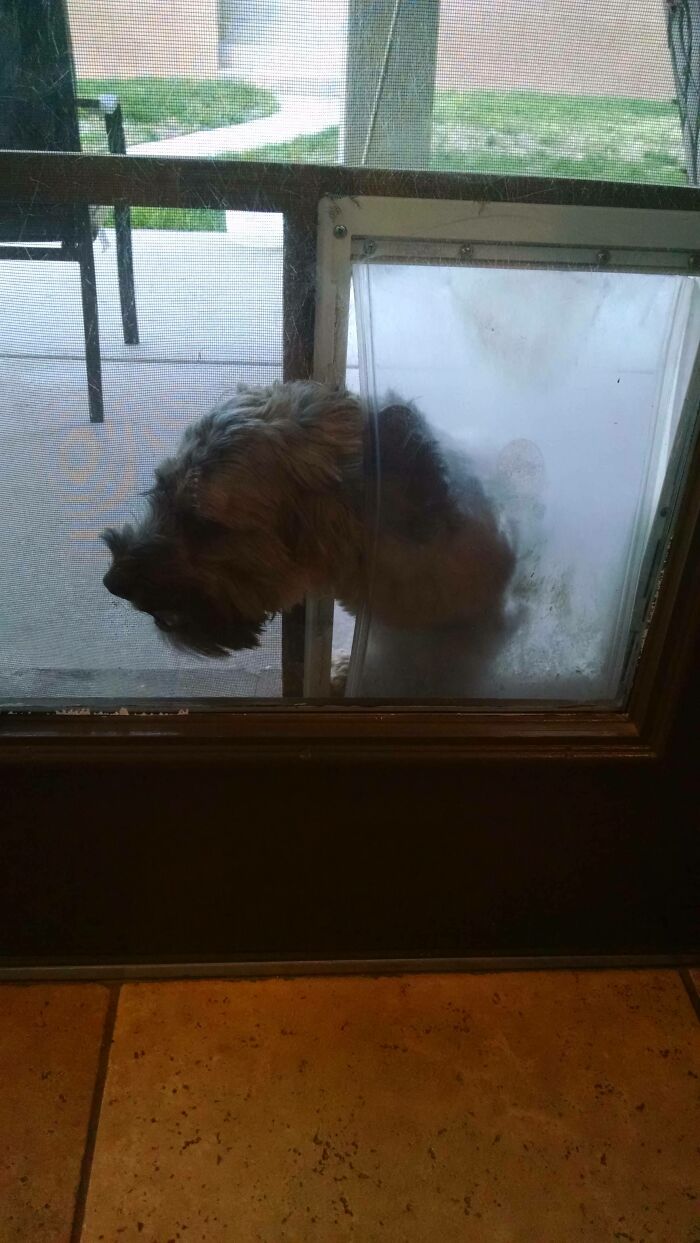 My Dog’s Only Way In: The Wrong Way