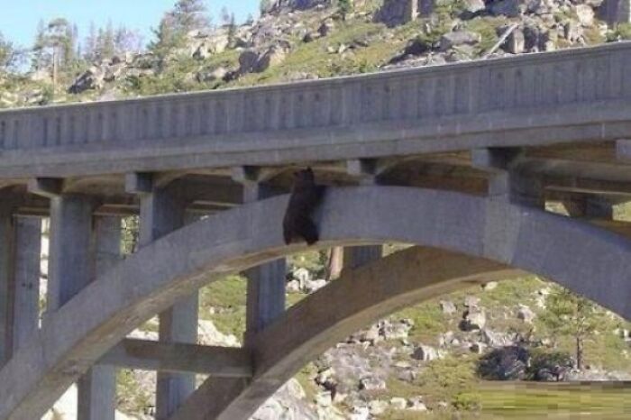 Bear On A Bridge... Stuck