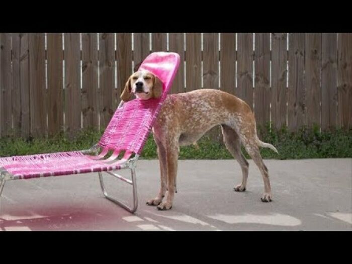 Stuck Dog Pleads: ‘Let Me Out!’