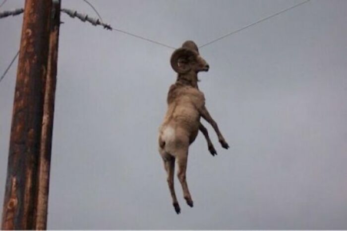 How Did He Even Get Up There? No Clue