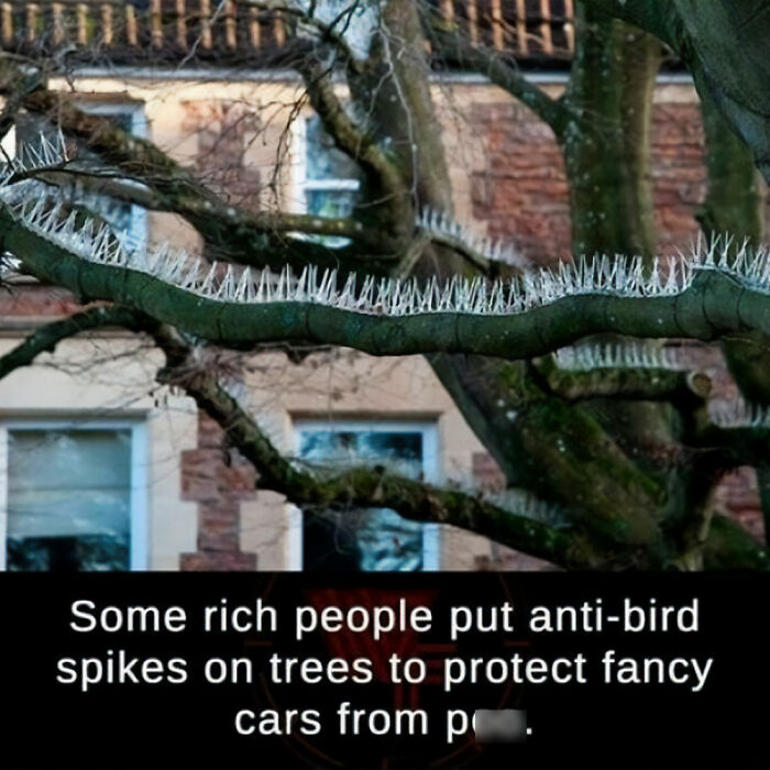Wait, People Actually Tried These DIY Disasters?