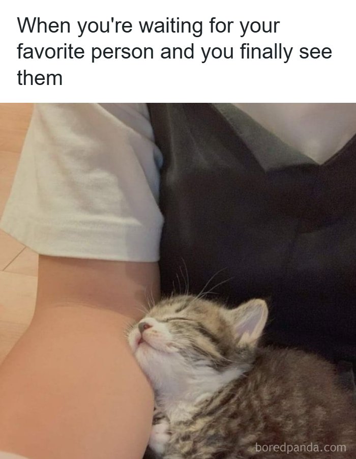 Get Ready to Smile: The Funniest, Cutest Memes That'll Totally Make Your Day