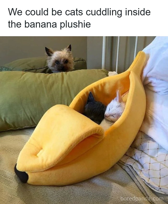 Get Ready to Smile: The Funniest, Cutest Memes That'll Totally Make Your Day