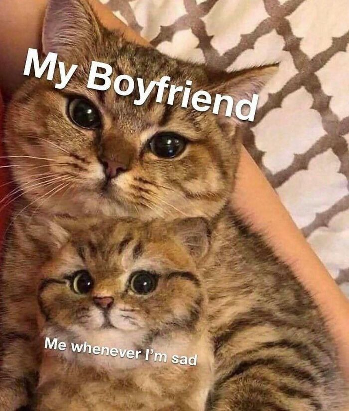 Get Ready to Smile: The Funniest, Cutest Memes That'll Totally Make Your Day